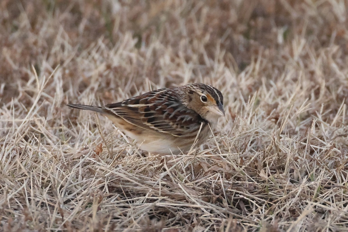Grasshopper Sparrow - ML646697461