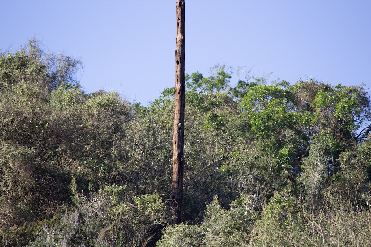 Crécerelle d'Amérique - ML646697462