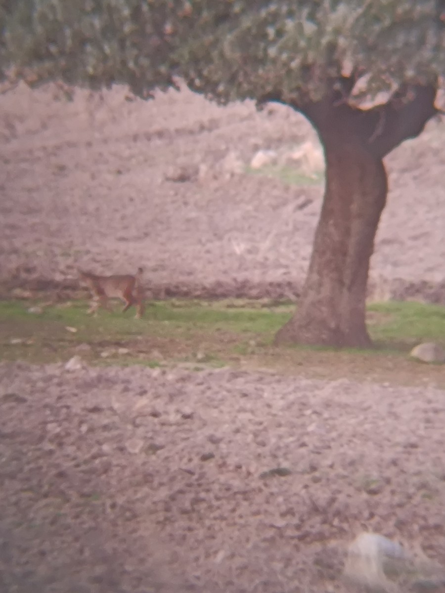 Iberian Lynx - ML646697464