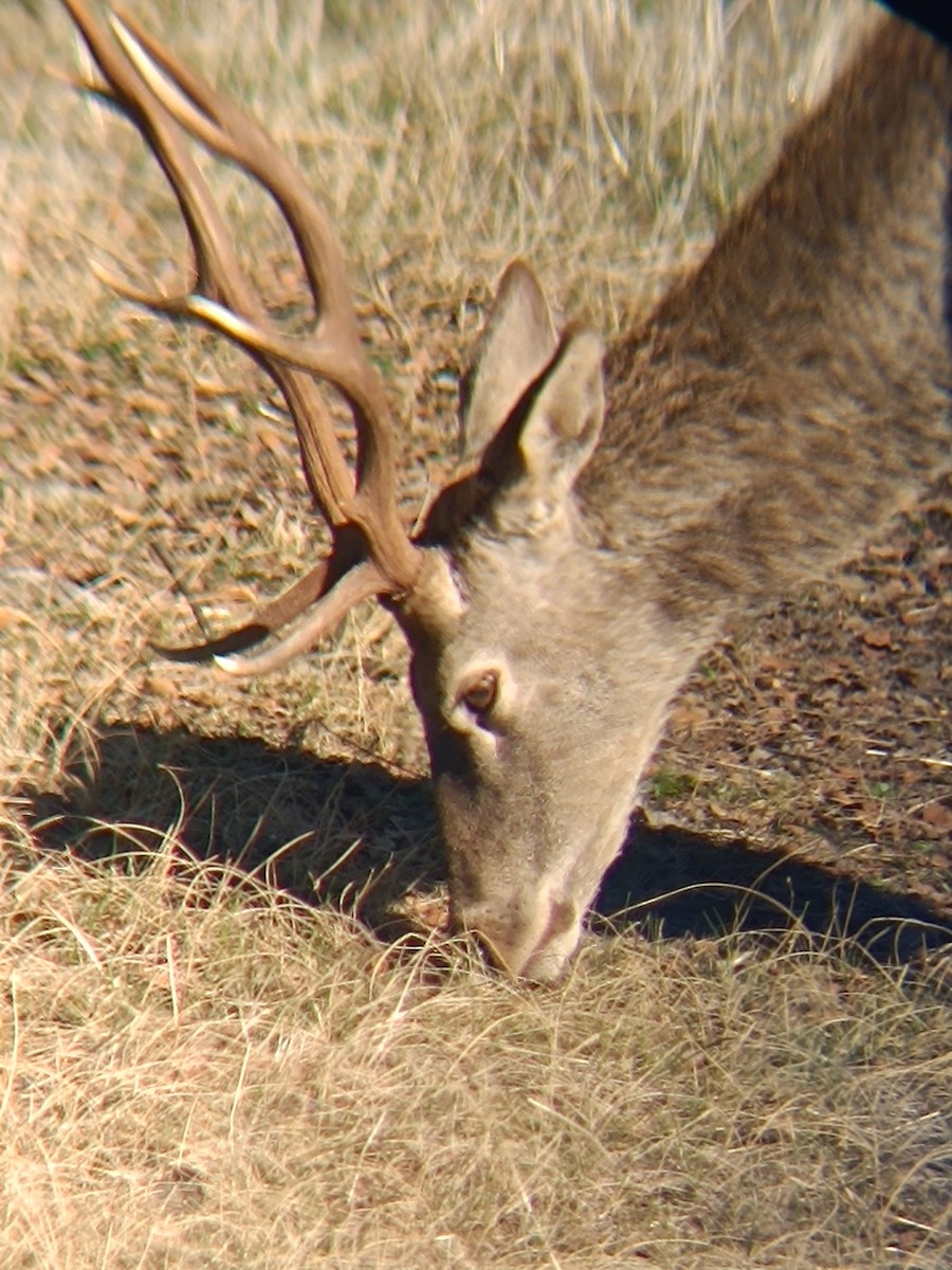 Red Deer - ML646697465