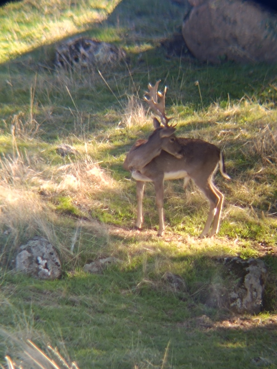 European Fallow Deer - ML646697466