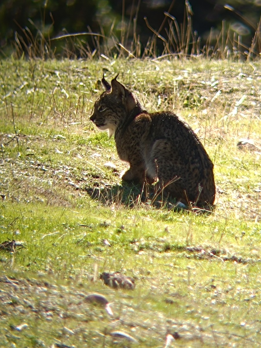 Iberian Lynx - ML646697467
