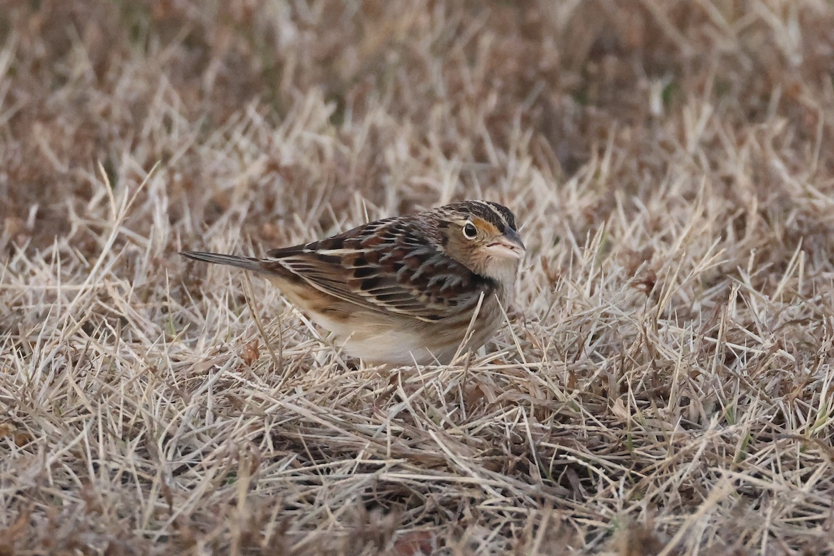 Grasshopper Sparrow - ML646697469