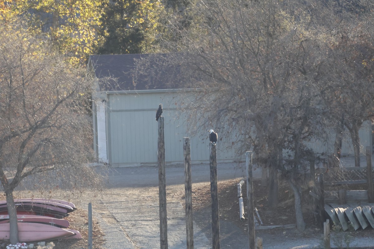 Ak Başlı Kartal - ML646697470