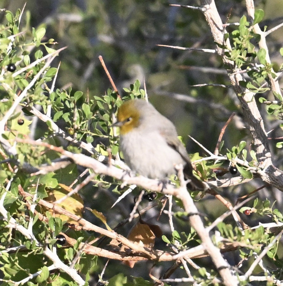 Goldkopf-Beutelmeise - ML646697471