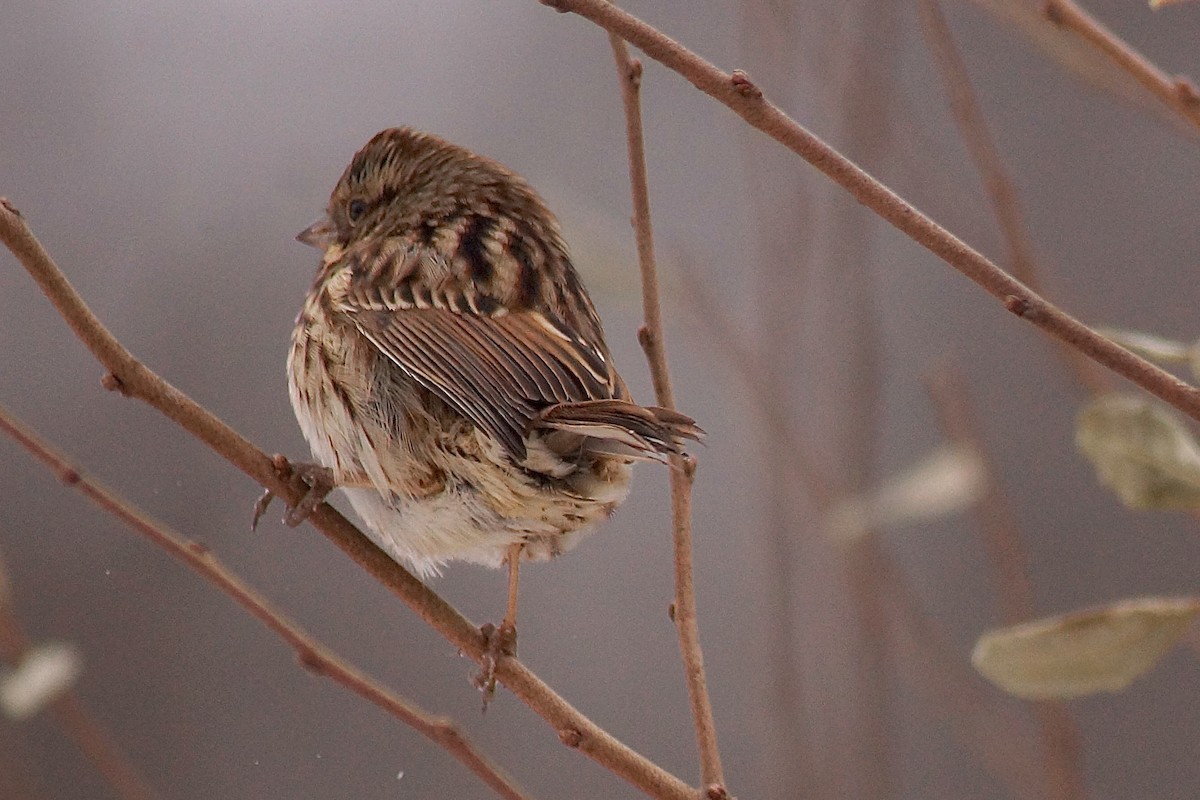 Singammer - ML646697472