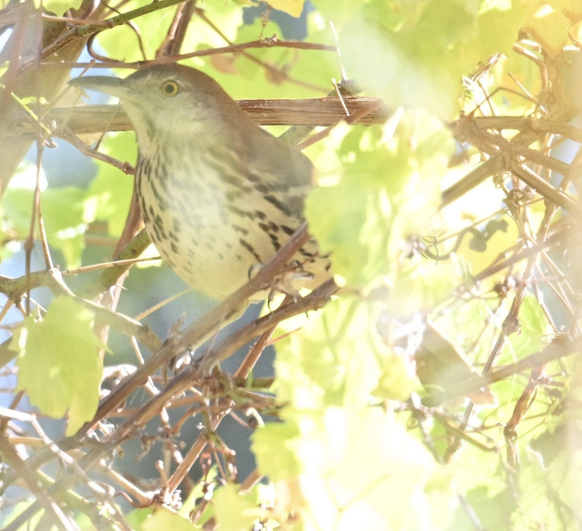 Rotspottdrossel - ML646697473