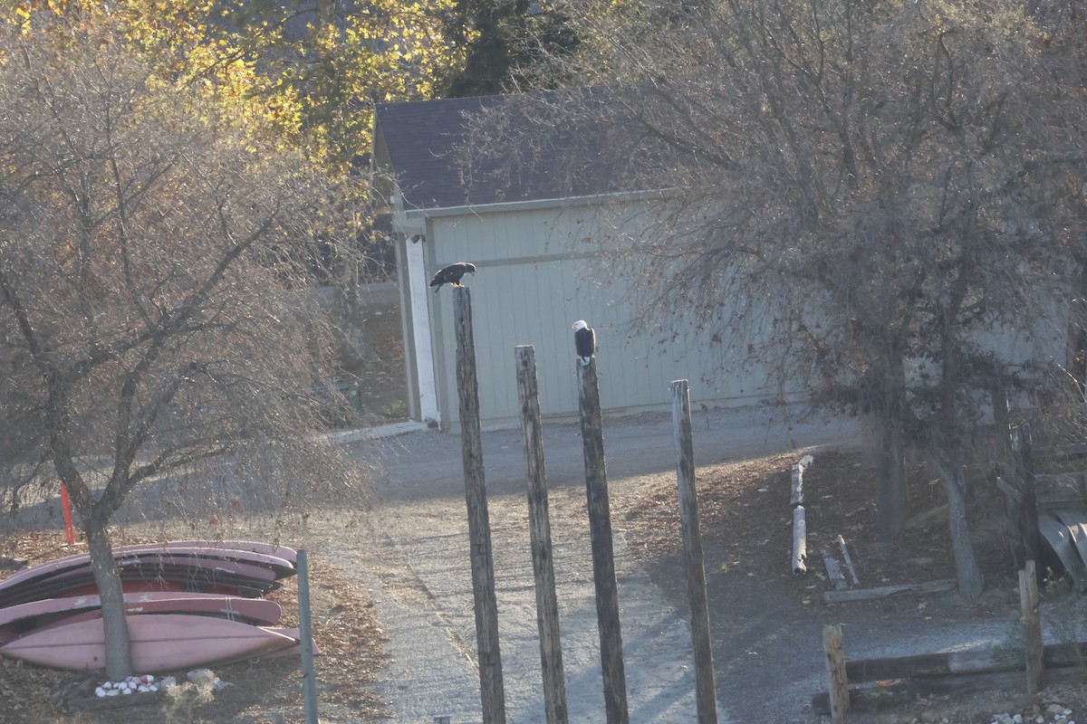 Ak Başlı Kartal - ML646697474