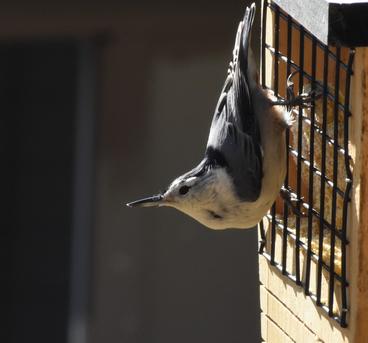 Sittelle à poitrine blanche - ML646697477