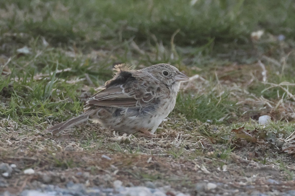 Cassin's Sparrow - ML646697483