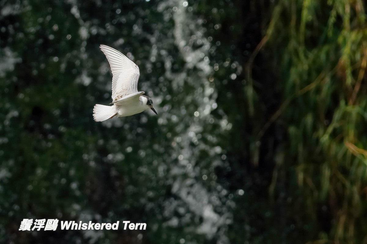 מירומית לבנת-לחי - ML646697484