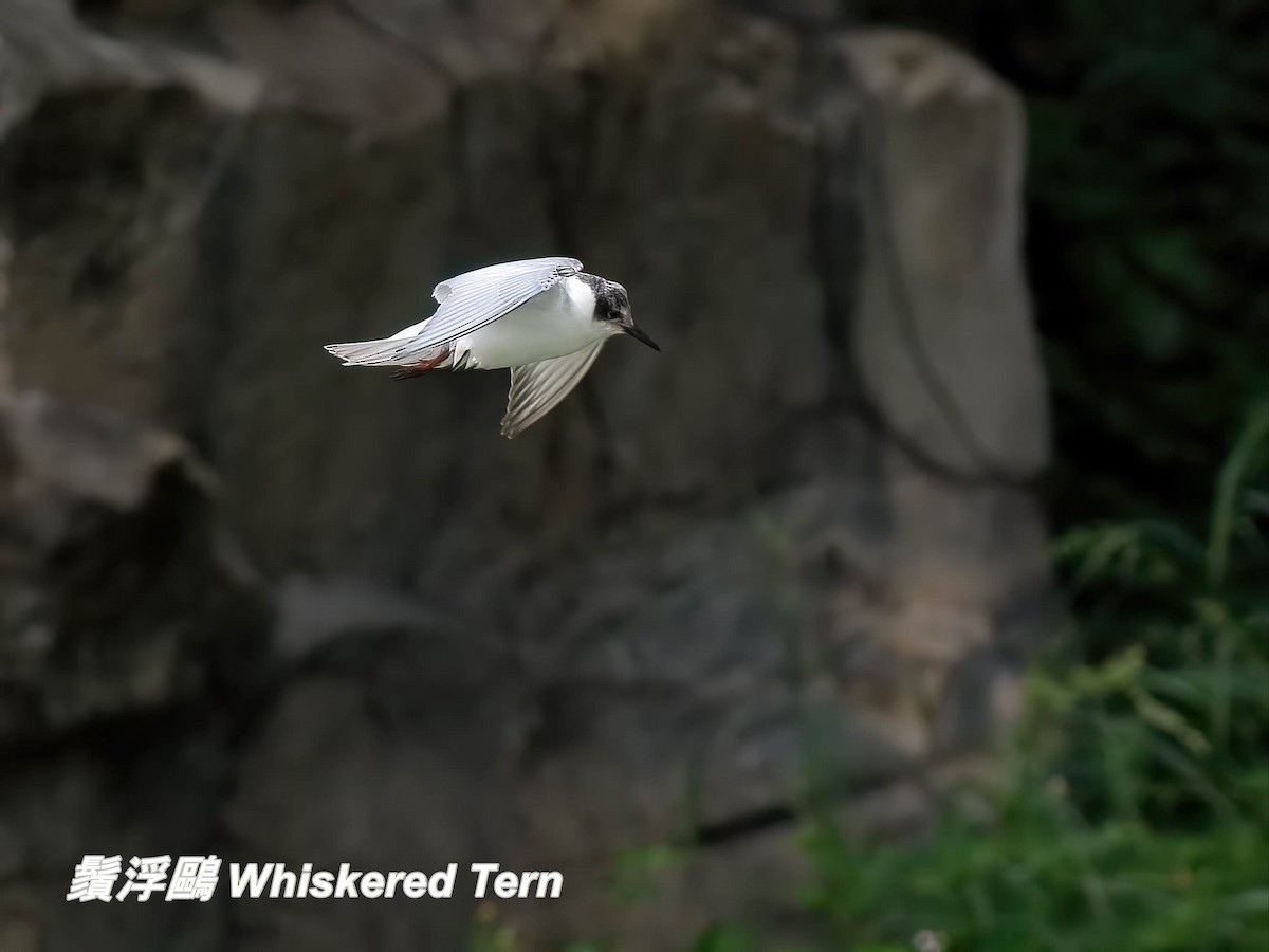 מירומית לבנת-לחי - ML646697485