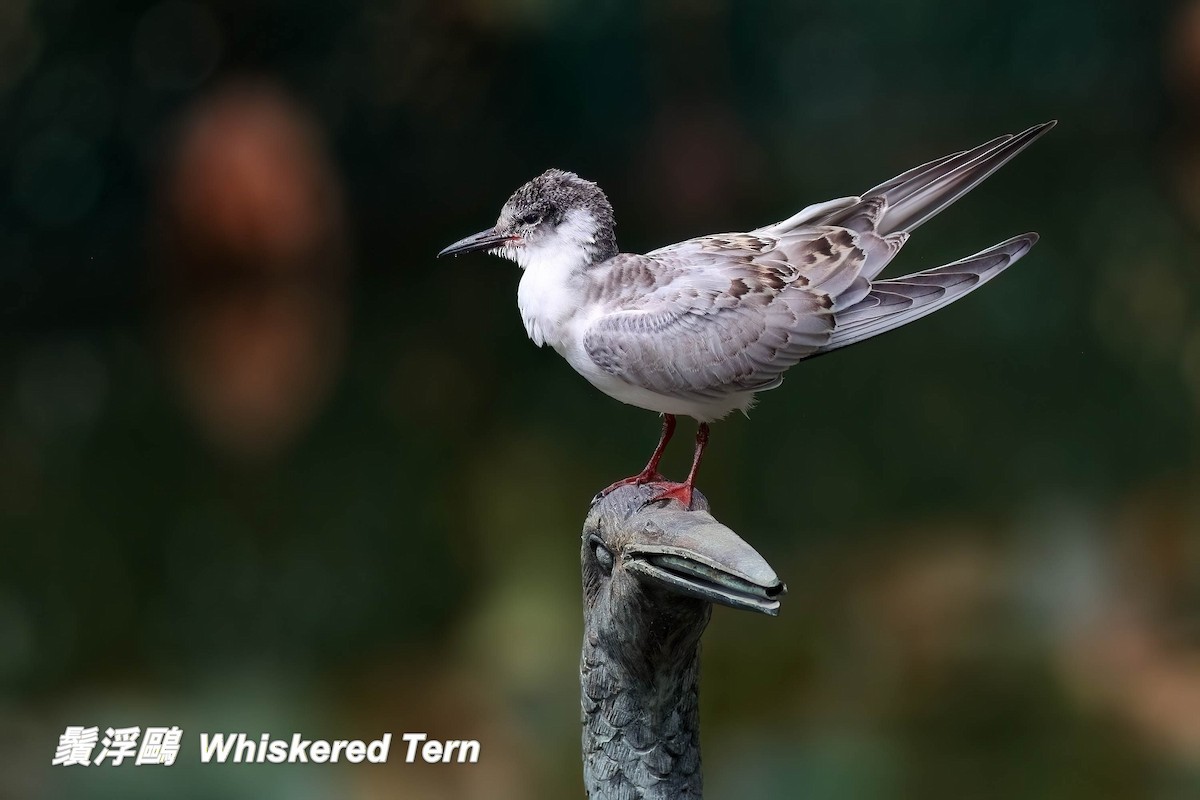 מירומית לבנת-לחי - ML646697486