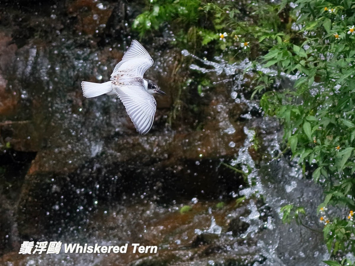 מירומית לבנת-לחי - ML646697487