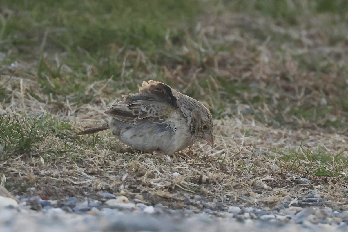 Cassin's Sparrow - ML646697488