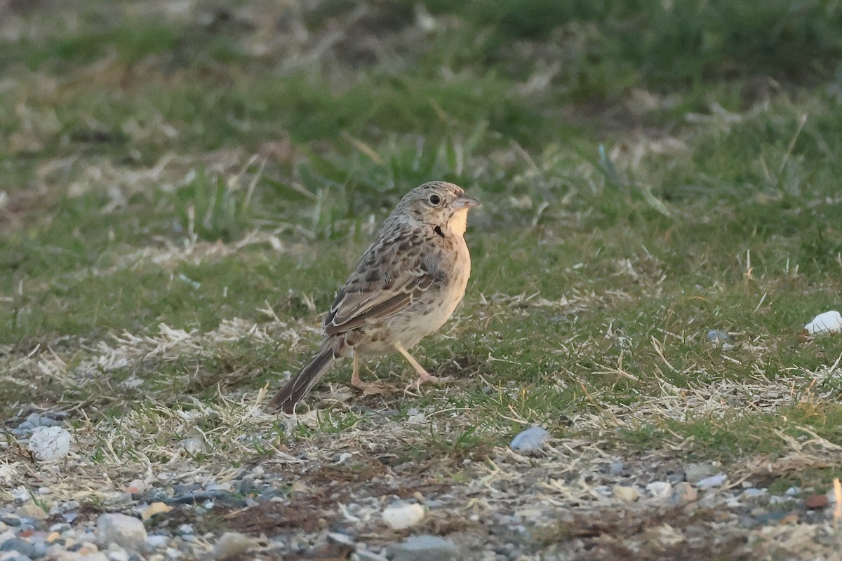 Cassin's Sparrow - ML646697489
