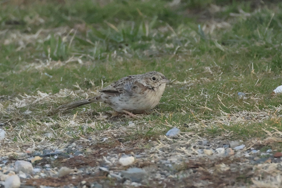 Cassin's Sparrow - ML646697491