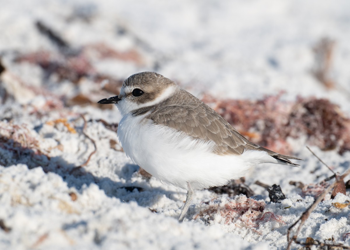 Snowy Plover - ML646697492