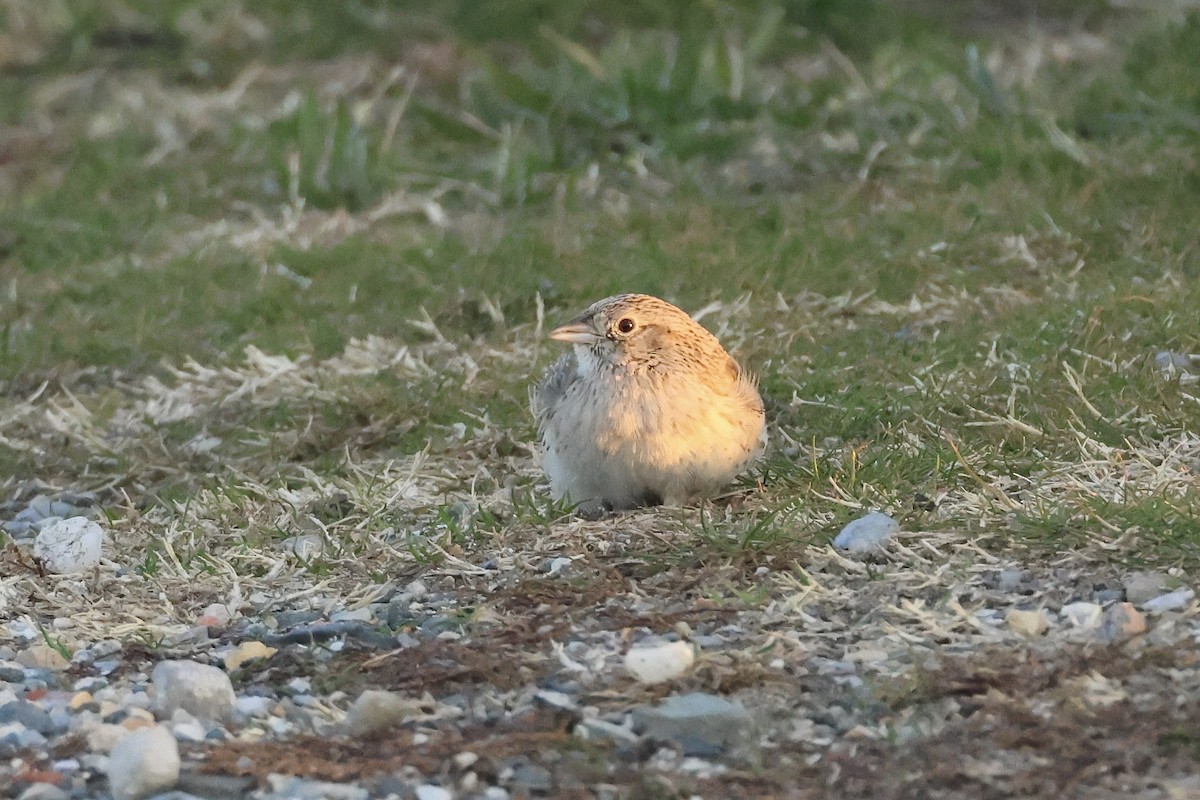 Cassin's Sparrow - ML646697494