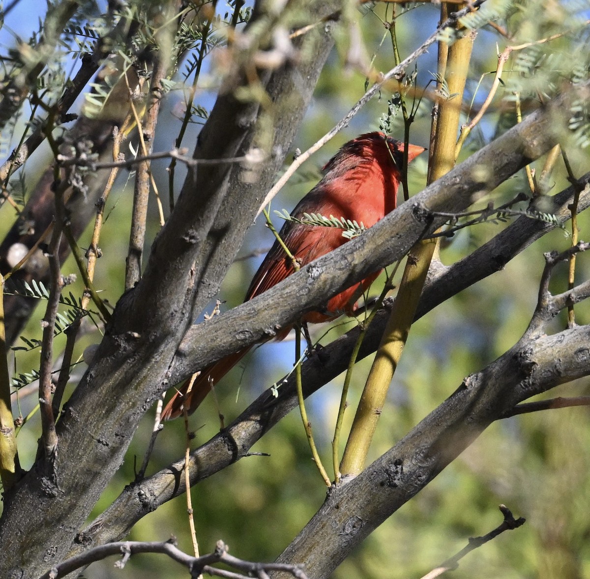 Rotkardinal - ML646697496