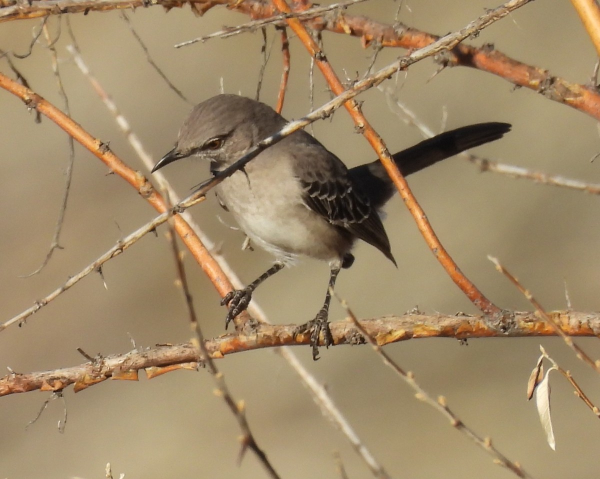 Northern Mockingbird - ML646697497