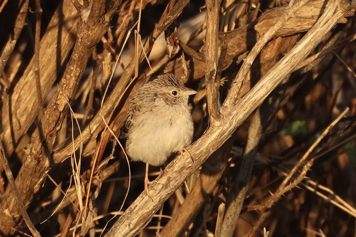 Cassin's Sparrow - ML646697498