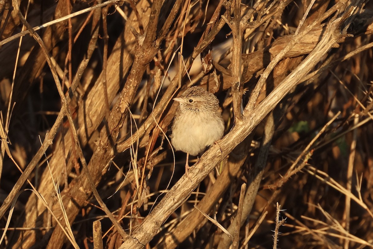 Cassin's Sparrow - ML646697499
