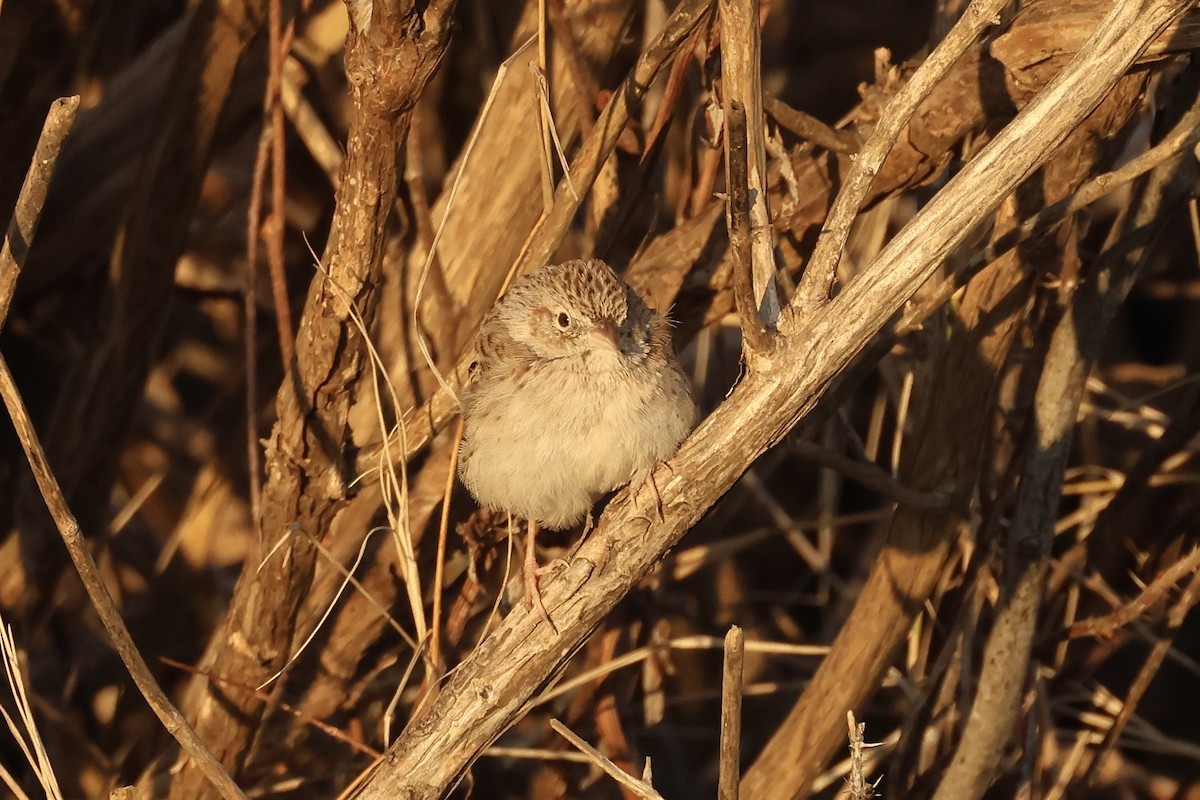 Cassin's Sparrow - ML646697501