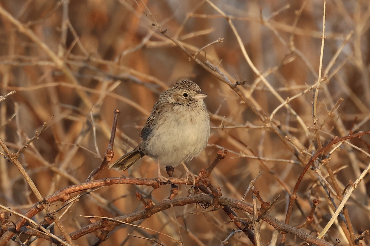 Cassin's Sparrow - ML646697502