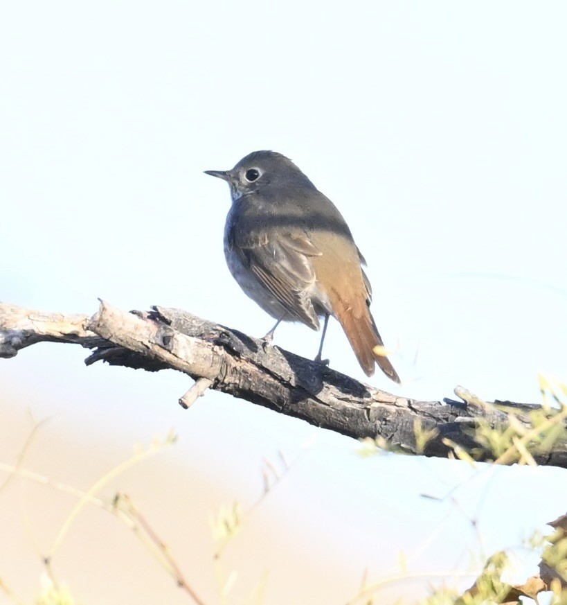 Hermit Thrush - ML646697504