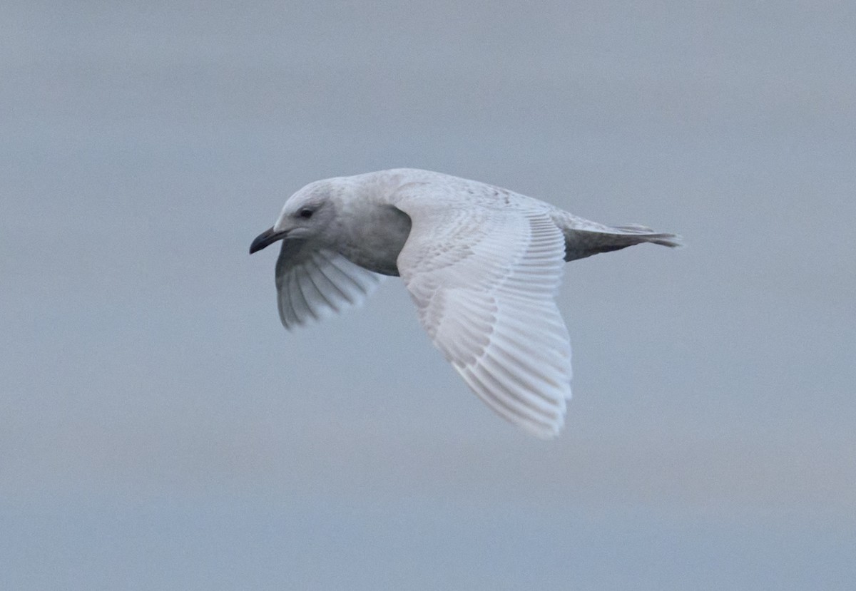 Grönland Martısı (kumlieni) - ML646697505