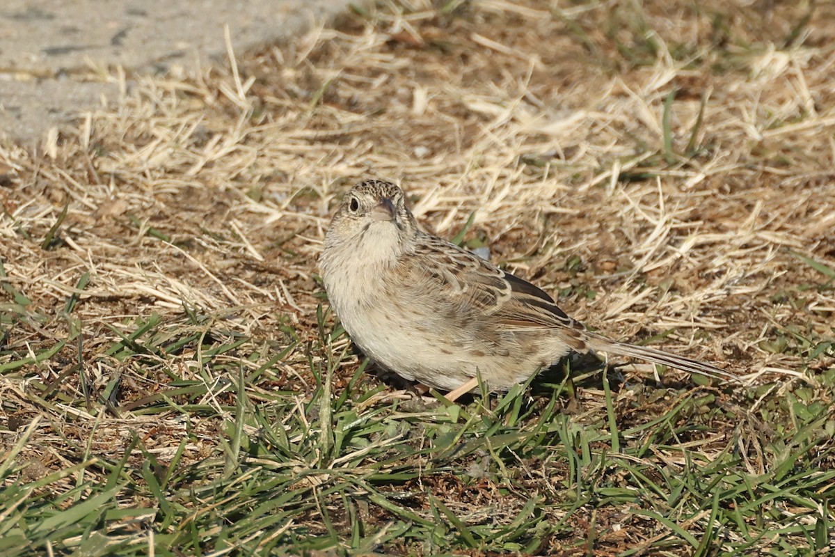 Cassin's Sparrow - ML646697506