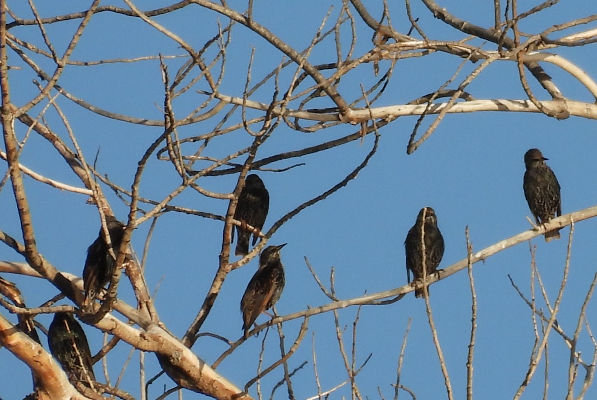 European Starling - ML646697507