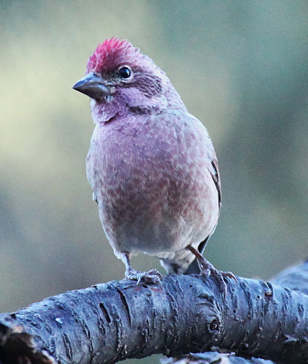 Cassin's Finch - ML646697508