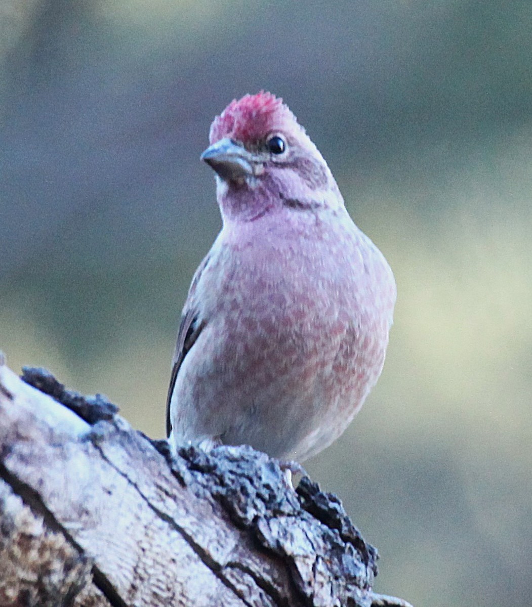 Cassin's Finch - ML646697509