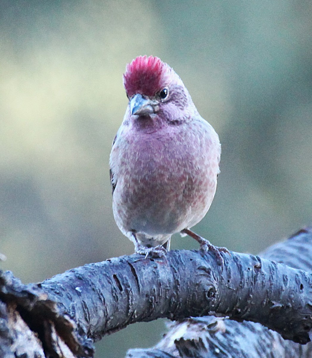 Cassin's Finch - ML646697510