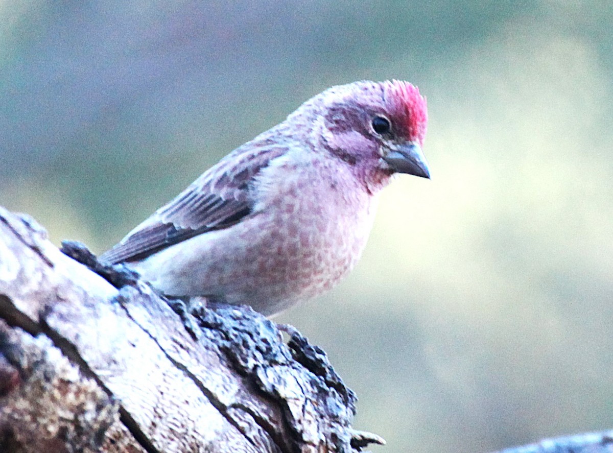 Cassin's Finch - ML646697511