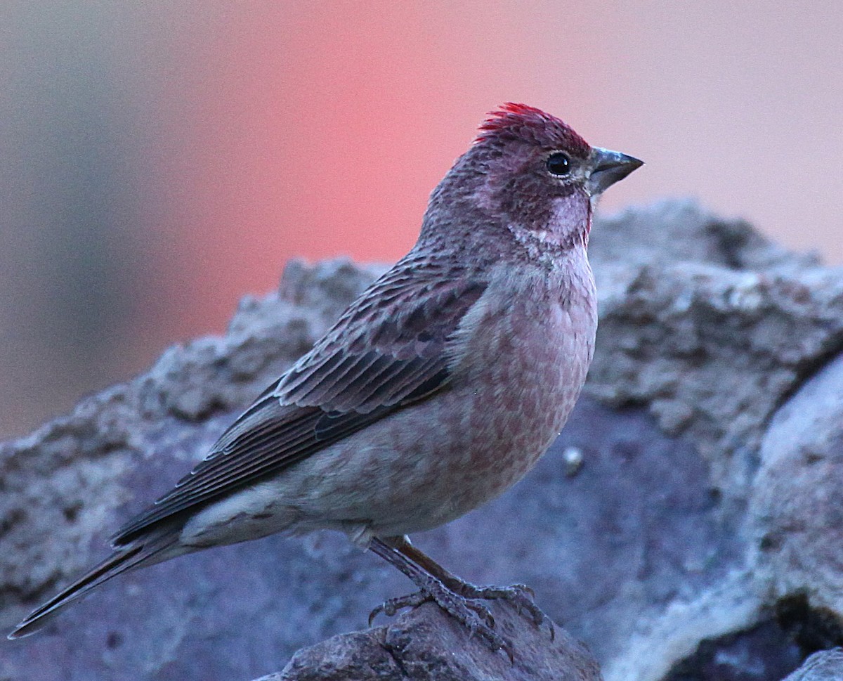 Cassin's Finch - ML646697512