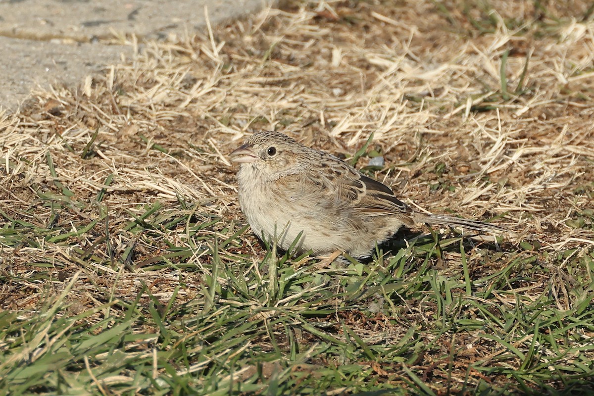 Cassin's Sparrow - ML646697513
