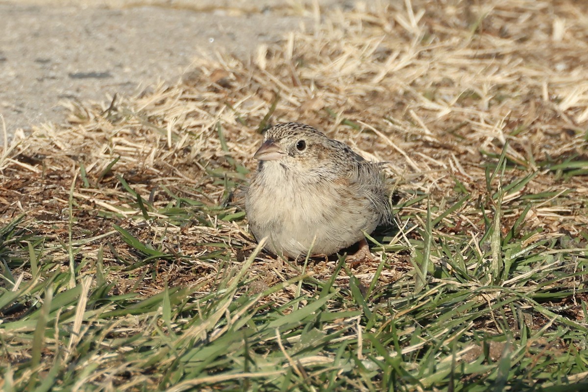 Cassin's Sparrow - ML646697514