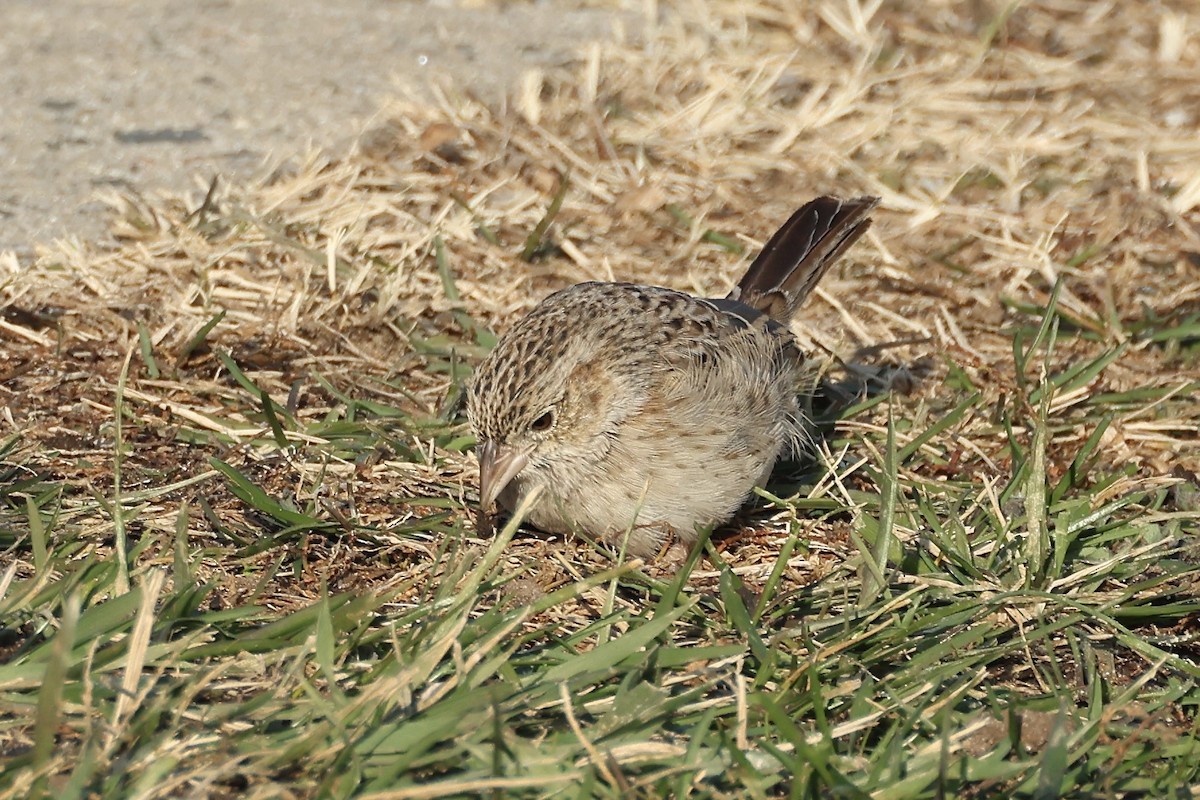 Cassin's Sparrow - ML646697515