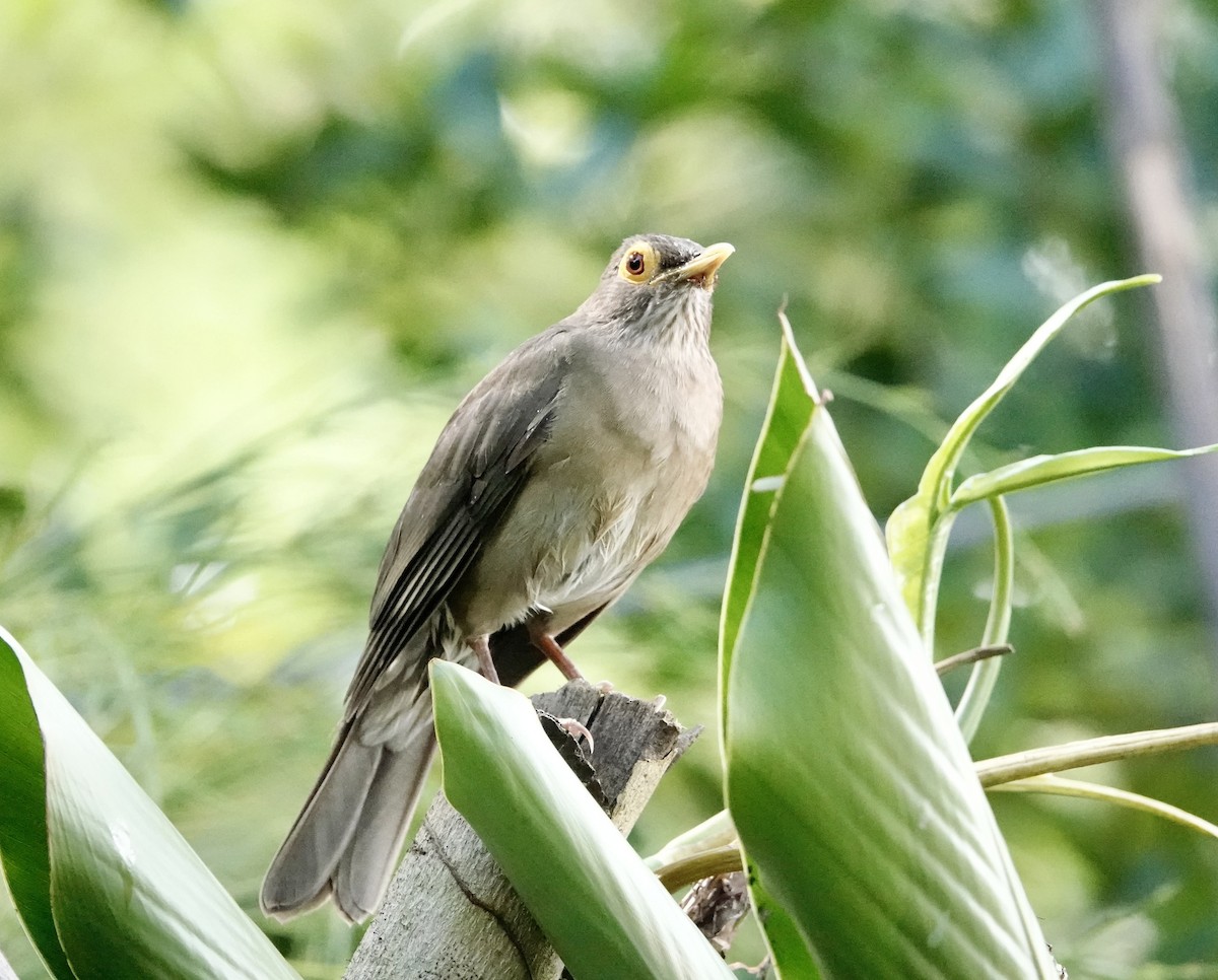 Spectacled Thrush - ML646697516