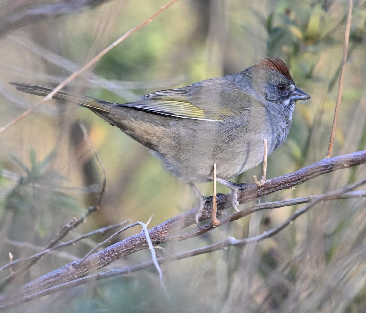 Grünschwanz-Grundammer - ML646697517