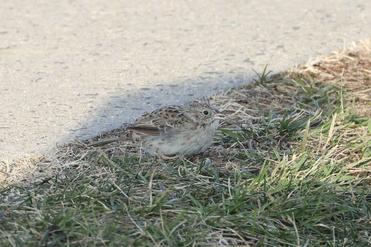 Cassin's Sparrow - ML646697519