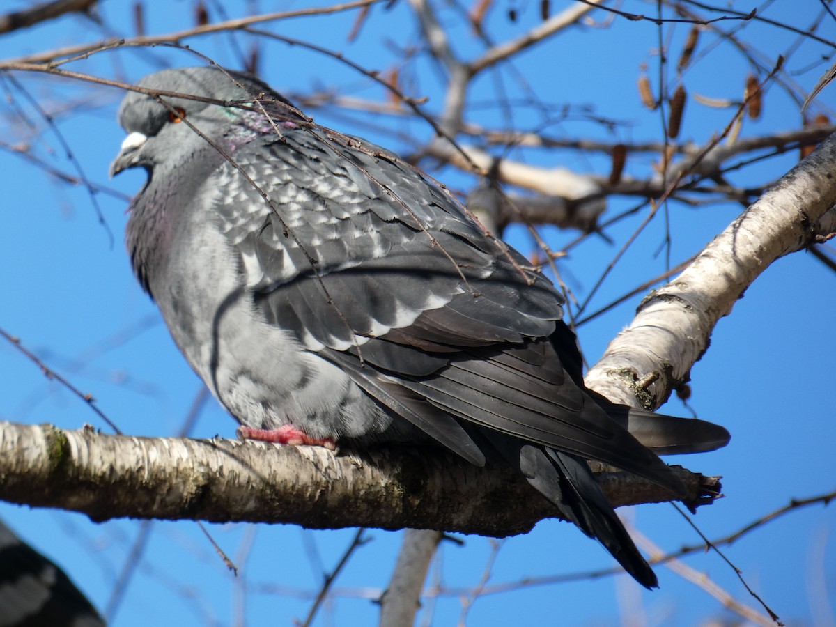 Piccione domestico - ML646697520