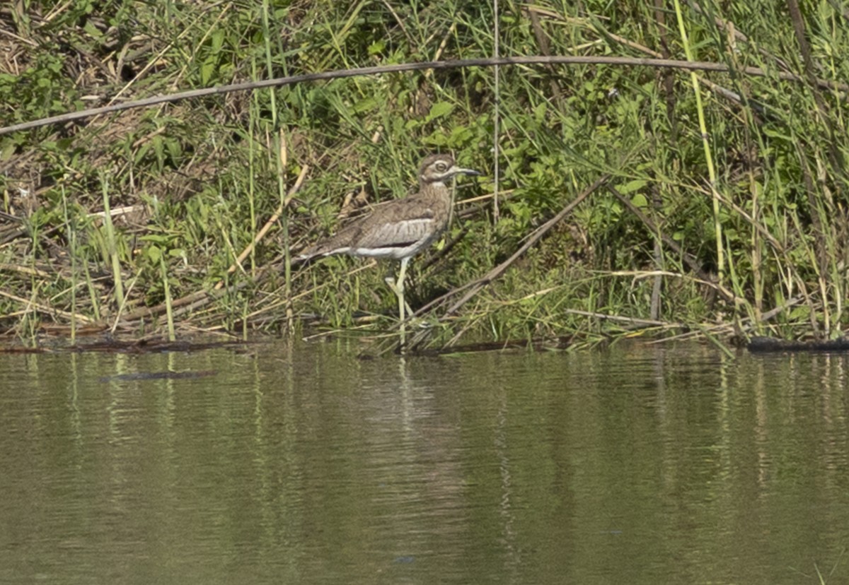 vanntriel - ML646697521