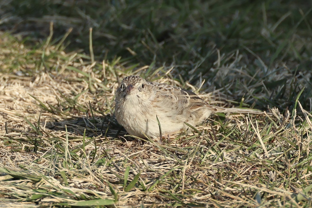 Cassin's Sparrow - ML646697522