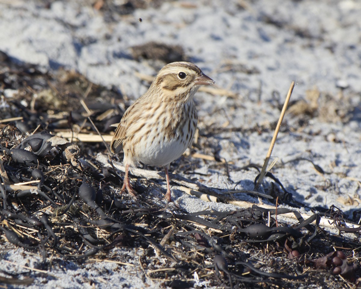 Savannah Serçesi (princeps) - ML646697523