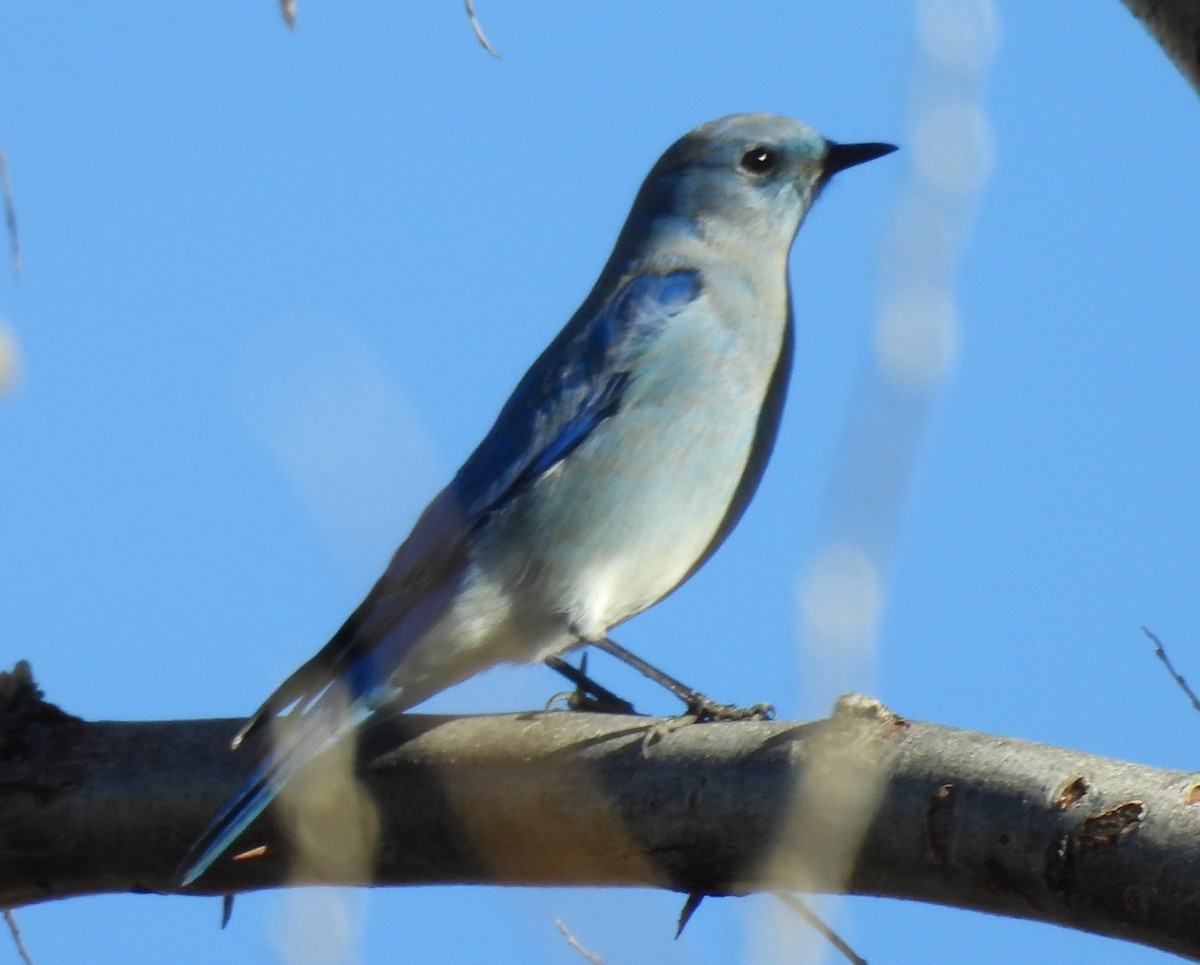 Mountain Bluebird - ML646697524