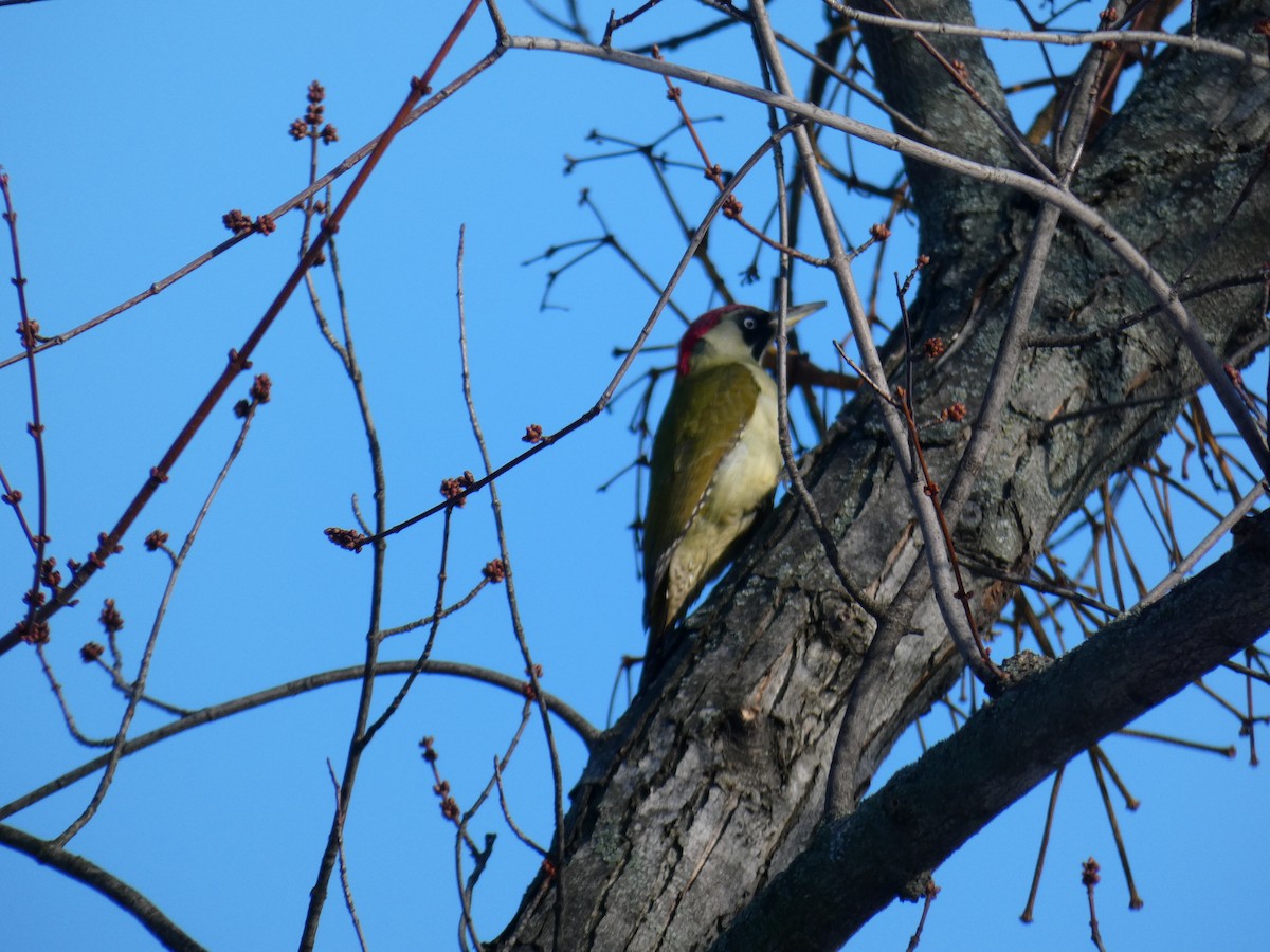 Eurasian Green Woodpecker - ML646697525